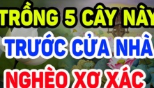 Tổ Tiên nói: 'Trong nhà có 5 loại cây cảnh, hoa tươi người héo, tuyệt đối đừng trồng'