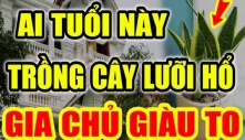 Ai thuộc 2 tuổi này trồng cây lưỡi hổ như ” Cá Chép hóa Rồng”: Kinh doanh đắc tài, chẳng thiếu tiền xài