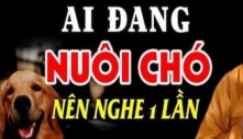 Tại sao một con chó không nên nuôi quá 10 năm? Lý do khiến nhiều người xúc động, đau lòng