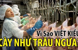 Cuộc sống Việt kiều Mỹ muốn có nhiều tiền phải 'cực khổ như trâu ngựa'