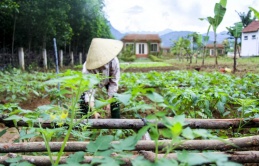 Mẹ Việt ở Châu Âu về ngoại ô sống, làm farmstay gần 1ha, trồng rau quê bán cho người bản địa