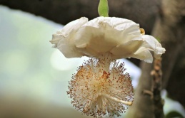 Baobab Flowers: A Beautifully Ephemeral Sight in Africa