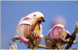 Discover the Surprising Similarity of Yulan Magnolias to Birds