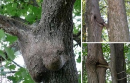 Provocative Trees: Captivating Every Gaze - Amazing Nature