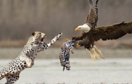 The Flight of Life: Mother Leopard's Heroics Save Baby from Eagle's Clutch