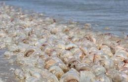 Unexplainable Sight: Enigmatic Alien Eggs Found on Shore Triggering Panic Among Seafarers