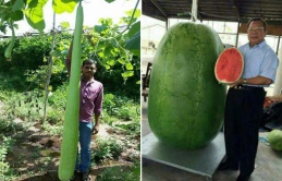 Mind-Blowing Finds: Unveiling the Enormous Fruits and Vegetables that Will Leave You Speechless'