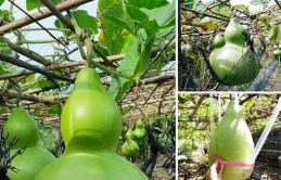 Vietnamese farmers can grow gourds weighing tens of kilograms like in fairy tales