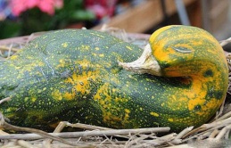 Prepare to be Amused: 16 Quirky Fruits and Vegetables That Will Make You Look Twice