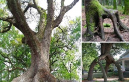 The Enigma of the Four-Legged Tree: Unraveling a Natural Marvel