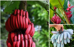 You may not know: These are the strangest colored forest bananas in the world