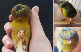 Meet the Adorable Avian in an Enchanting Rainbow Suit and Retro, Multicolored Bowl-Cut