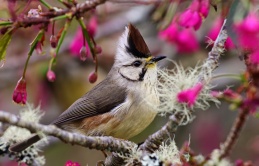 A sparrow with a dainty speckled neck, stylish mustache on the handle and a bold dark chocolate badge