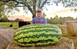 Admire the giant fruits that come from another planet, all beyond your imagination