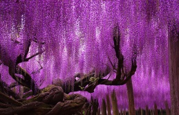 Behold the Spectacular 144-Year-Old Wisteria in Japan: A Breathtaking Purple-Pink Sky Spanning Over 1,990 Square Meters