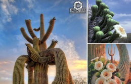 Massive Saguaro Cactus: towering over 50 feet and weighing over 2 tons, the largest in all of the United States