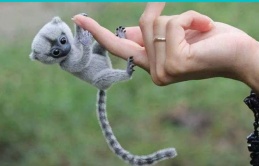 This is the cutest and smallest primate in the world: Just with your finger