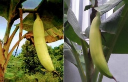 Discover the Enormous Marvel of Nature: The World’s Biggest Banana