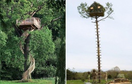 Discovering Mother Nature's Ingenious Designs: A Fascinating Journey Into the Spectacular Treehouses of the World