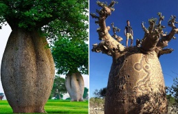 Discovering the World's Most Breathtaking and Bizarre Tree Stumps: Unveiling Nature's Wonders