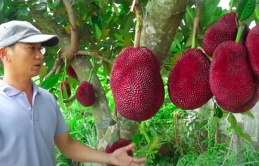 Rare Red-Shell, Orange-Pulp Jackfruit Unearthed in Vietnam Sh.ocks Local Community