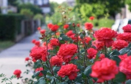 Hoa hồng rất thích được tưới bằng thứ nước này: Hoa đua nở quanh năm, thơm ngào ngạt khó cưỡng