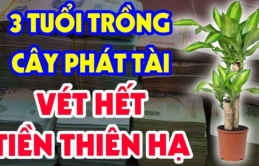 Ai thuộc tuổi này trồng cây phát tài như cá Chép hóa Rồng: Làm giàu cực dễ, vét cạn tiền thiên hạ