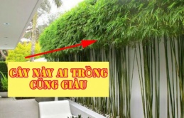 Cây này hợp cả 5 mệnh và 12 con giáp: Cứ trồng là chiêu tài hút lộc, gia chủ đổi mệnh phát tài