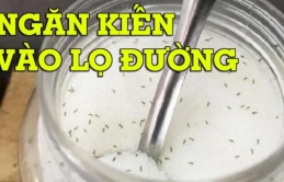 6 cách đuổi sạch kiến ra khỏi lọ đường cực nhanh, vài phút là đàn kiến 'một đi không trở lại'