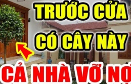 Thầy phong thủy dặn: Có 4 cây trồng vào nhà nào nhà đó lụi bại, 'chặn cửa' thần Tài