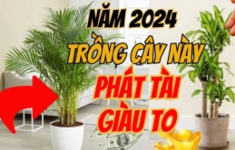 5 loại cây phong thủy cực tốt cho năm 2024, rinh một cây về nhà cũng đủ cả năm hưởng giàu sang, phúc lộc