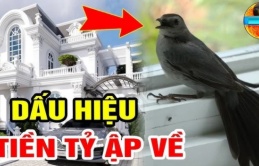 5 con vật là 'đệ tử' thần Tài, vào nhà nào nhà nấy lộc lá liên miên, đừng dại mà đuổi chúng đi