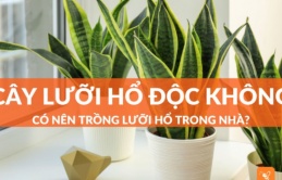 Có nên trồng cây lưỡi hổ trong nhà không? Câu trả lời khiến 99% người được hỏi đều “ngỡ ngàng bật ngửa”