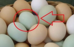 Mua trứng vịt nên chọn vỏ trắng hay vỏ xanh: Đây mới là loại trứng chuấn, siêu ngon mà nhiều người không biết