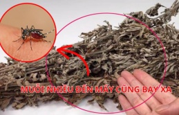 Lấy 1 nắm lá nhỏ này đặt trong phòng ngủ: Muỗi nhiều đến mấy cũng bay xa, không lo bị đốt