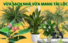 Gợi ý những cây hút bụi mịn cực tốt, sống được trong nhà thiếu sáng, vừa giúp bạn thư giãn còn hút tài lộc