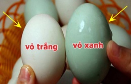 Khác biệt giữa trứng vịt vỏ trắng và vỏ xanh: Chọn đúng ăn chất lượng hơn