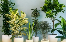 Công bố bảng vàng 10 loại cây cảnh “lọc sạch” khí độc trong nhà, hút bực xạ wifi điện thoại