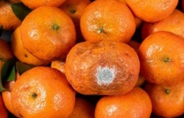 4 loại trái cây dễ 'đánh thức' tế bào ung thư, dù ngon đến mấy cũng không nên ăn