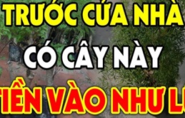 3 loại cây trồng trước cửa nhà nào nhà đó đời đời giàu có: Chỉ cần 1 cây thôi chẳng thiếu tiền tiêu