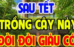 3 loại cây trồng trước nhà ly tan lụi bại, nghèo không ngóc lên được; Trồng sau nhà giàu có 3 đời, cây gì?