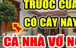 Ông bà ta nhắc nhở: ‘5 cây cứ trồng thì nhà nghèo, người tan’, đó là 5 cây nào?