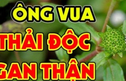 Mọc như cỏ dại không cần chăm sóc, loại cây này lại được nhiều người săn lùng vì khả năng lọc gan thải độc tốt đến “không ngờ”