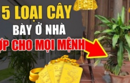 5 loại cây được coi là “thần hộ mệnh”, trấn trạch- chiêu tài, con cháu tha hồ hưởng lộc