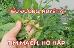 Loại rau 'bổ hơn thịt, rẻ hơn thuốc', quý như sâm, mọc dại đầy vườn không ăn quá phí