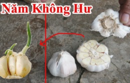 7 cách bảo quản hành, tỏi để cả năm không mốc, không ọp, không nảy mầm