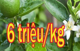 Loại lá ở nước ngoài bán 6 triệu/kg, ở Việt Nam mọc dại đầy vườn, làm mát gan cực tốt