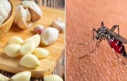Muỗi sợ mùi hương của 7 thứ này, đặt trong nhà là muỗi không dám bén mảng