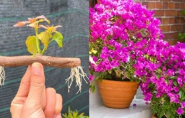 Cách giâm cành hoa giấy dễ làm, chỉ 7 ngày là bén rễ, không tốn tiền mua cây giống mới