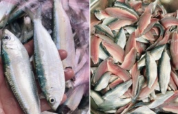 3 loại cá ít thủy ngân, giàu omega-3 như cá hồi, giá cả phải chăng, người lớn hay trẻ nhỏ ăn đều tốt